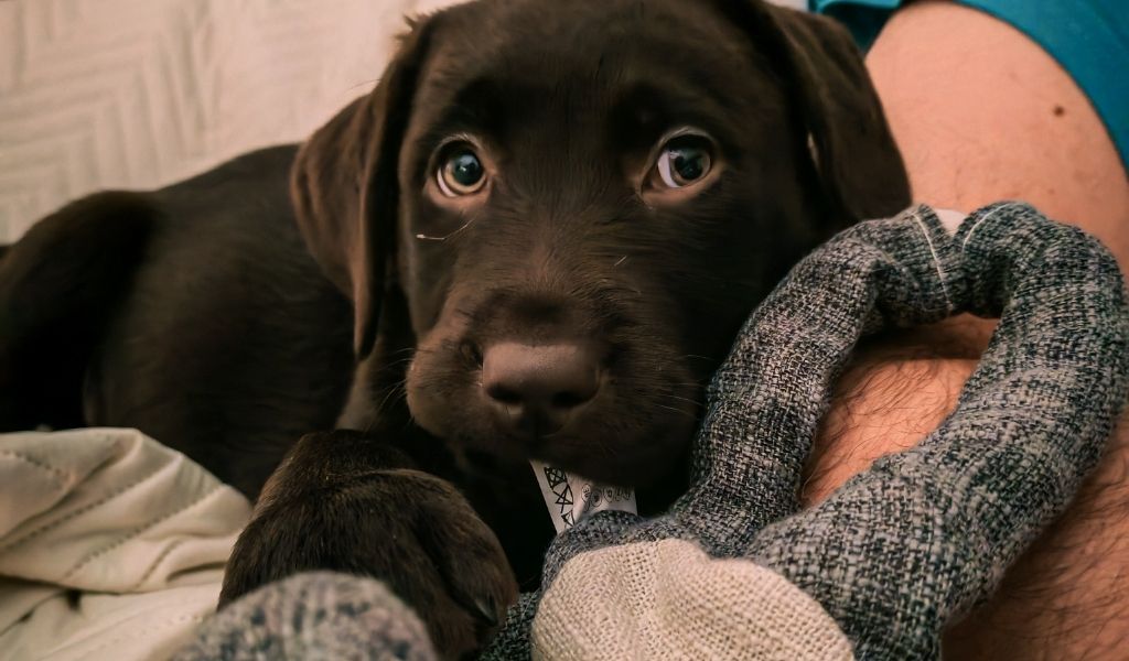 Tudo Pronto para o Novo Cachorro? Checklist Essencial para a Chegada